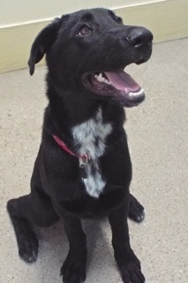 Enlarge Andy--Energetic Guy Available With Vet Care Support for Life!, an adoptable Labrador Retriever in Green Valley, AZ image 5/6