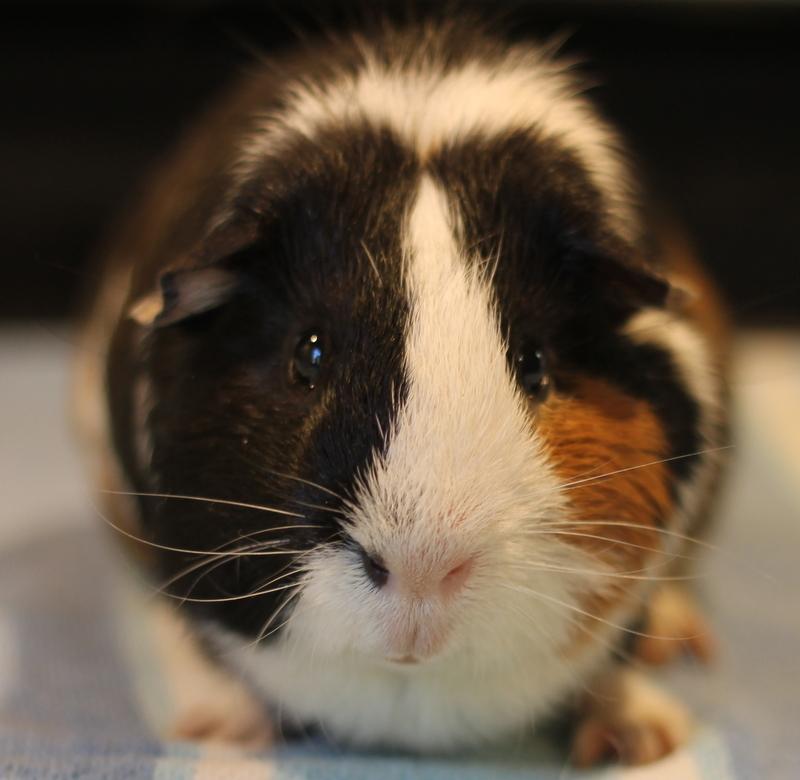 Goguma and Oreo, a Adoptable Guinea Pig in Budd Lake, NJ image 6/6