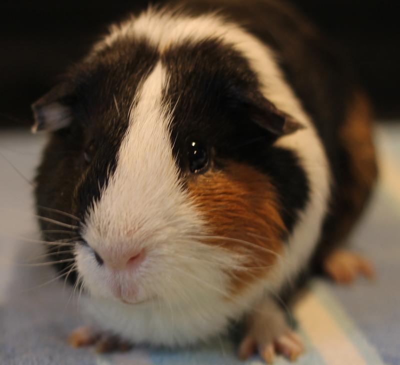 Goguma and Oreo, a Adoptable Guinea Pig in Budd Lake, NJ image 5/6