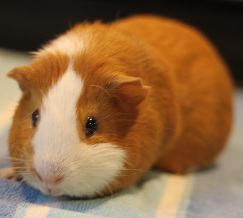Goguma and Oreo, Adoptable, Adult Male Guinea Pig.