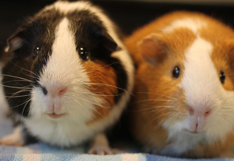 Goguma and Oreo, a Adoptable Guinea Pig in Budd Lake, NJ image 3/6