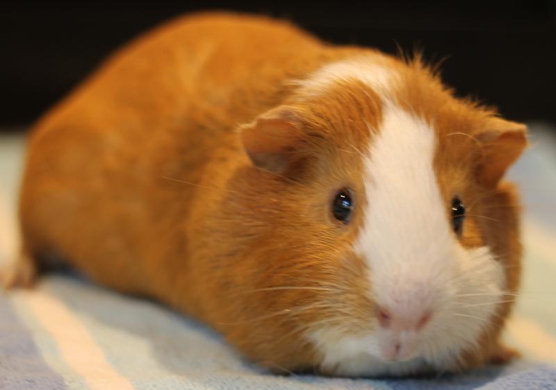 Goguma and Oreo, a Adoptable Guinea Pig in Budd Lake, NJ image 4/6