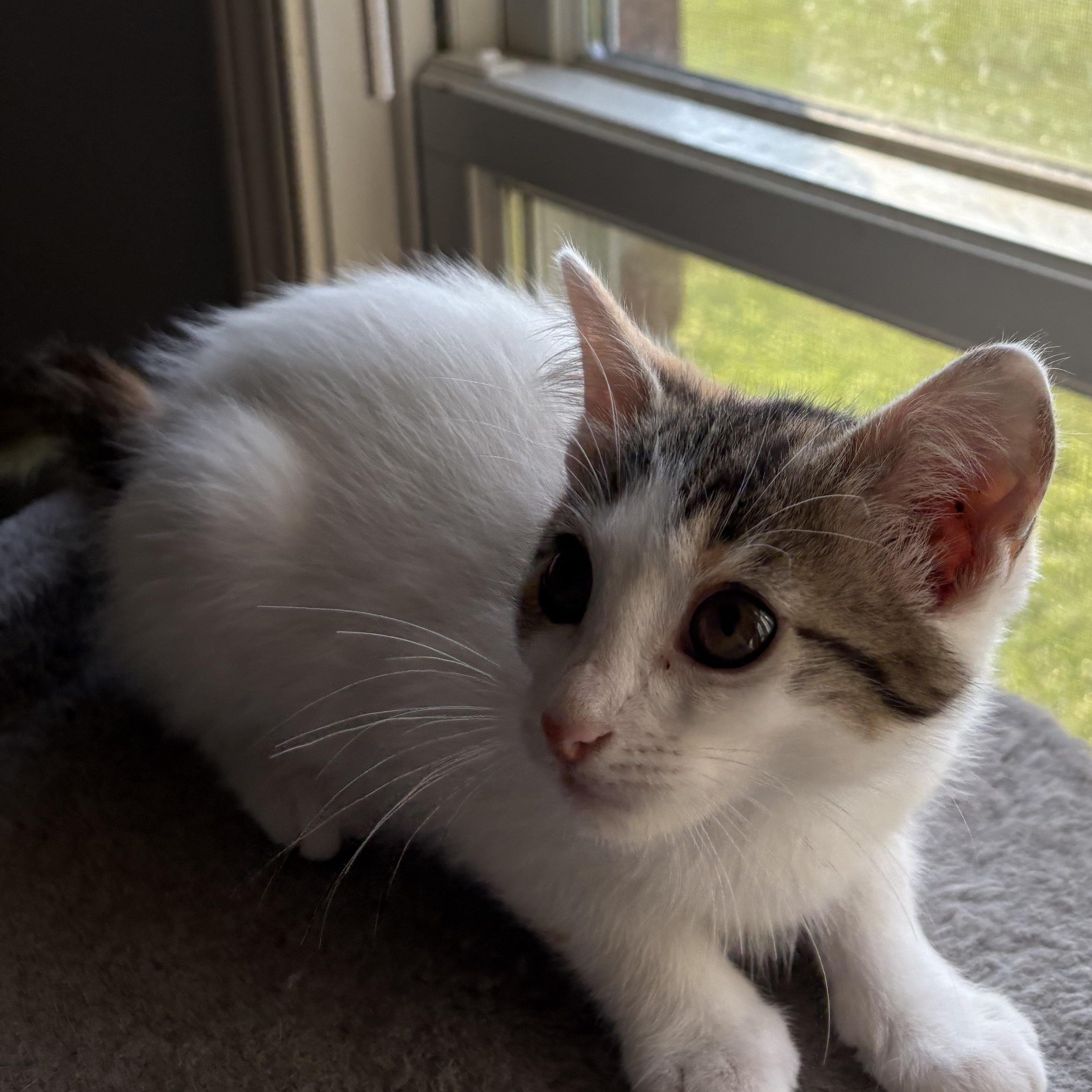 Penne, a Adoptable mixed breed in Kirklin, IN image 3/5