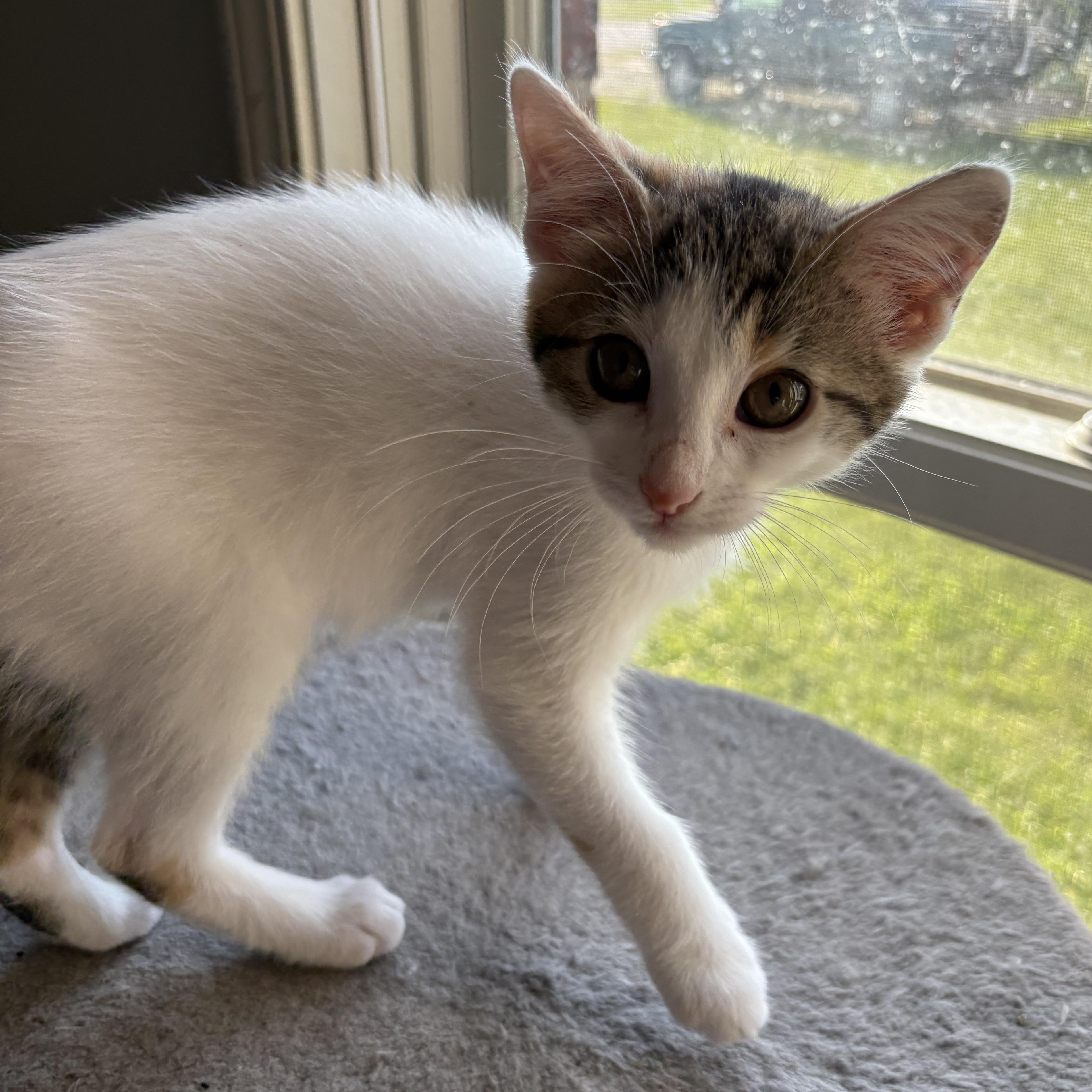 Penne, a Adoptable mixed breed in Kirklin, IN image 4/5