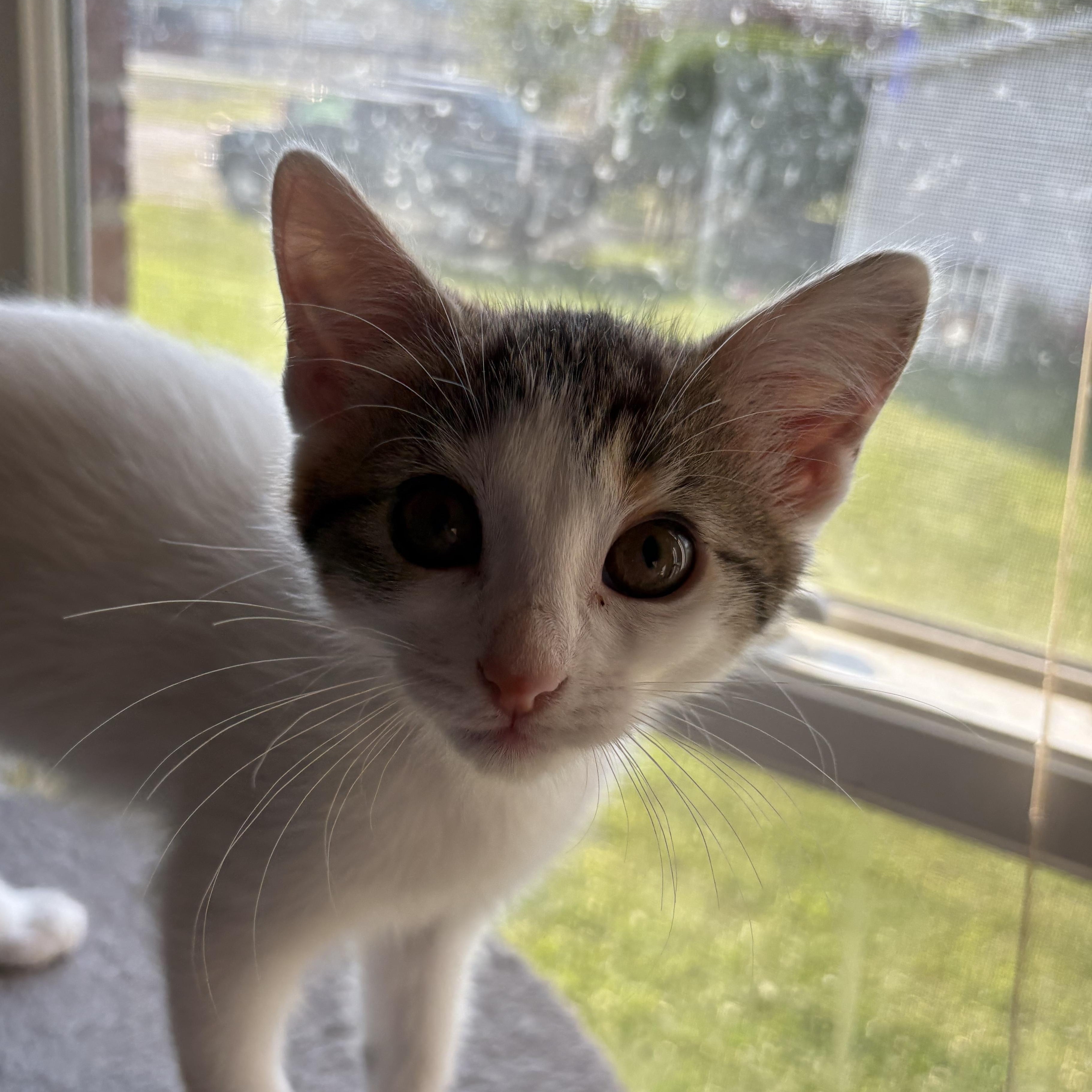 Penne, a Adoptable mixed breed in Kirklin, IN image 2/5