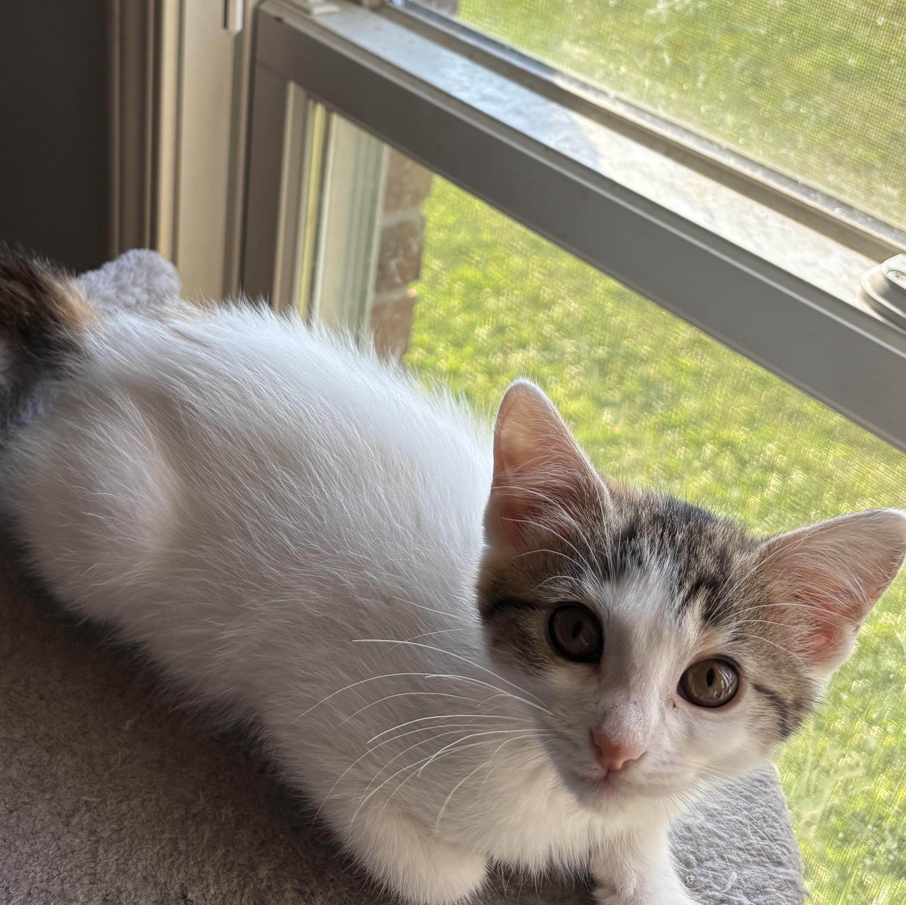 Penne, a Adoptable mixed breed in Kirklin, IN image 1/5