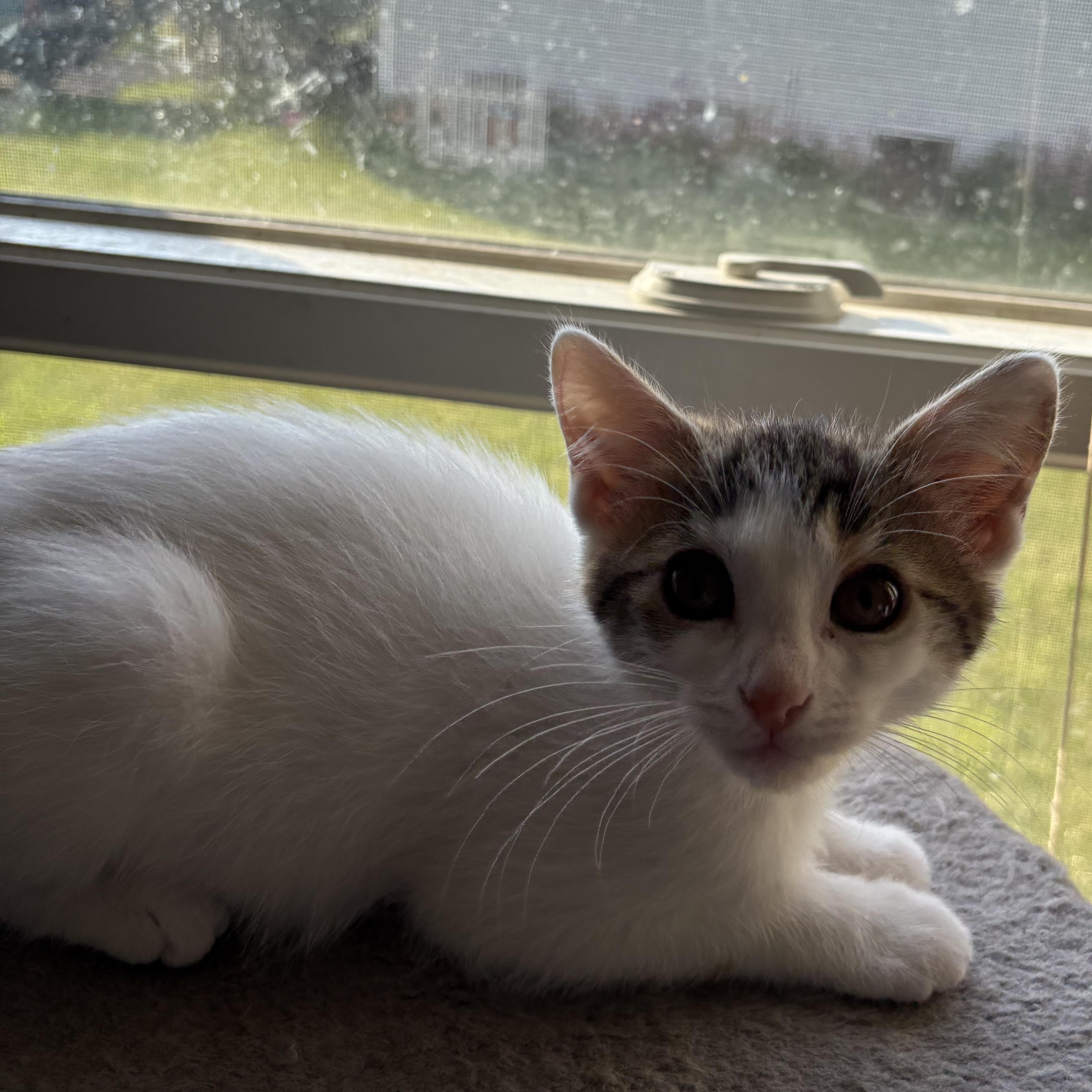 Penne, a Adoptable mixed breed in Kirklin, IN image 5/5