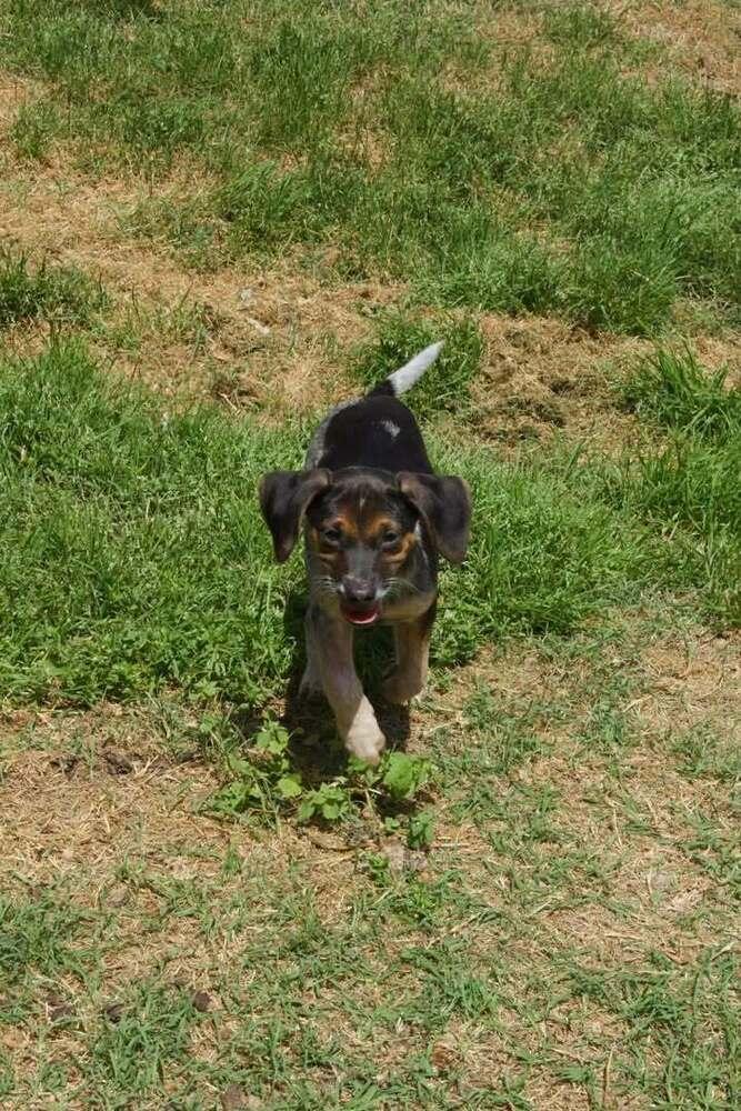 Penny, Adoptable, Puppy Female Beagle & Australian Cattle Dog / Blue Heeler.