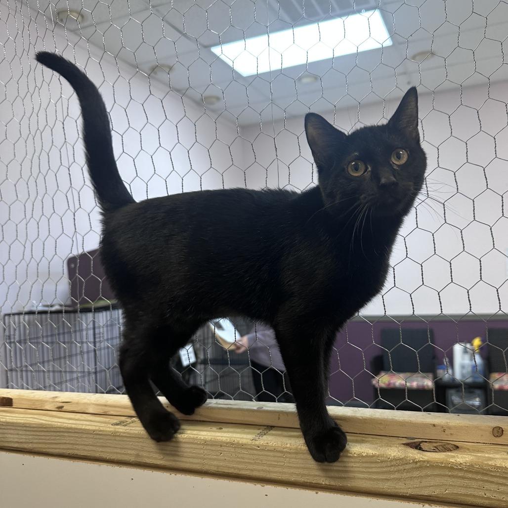 Pink, a Adoptable Domestic Short Hair in Branson, MO image 1/4