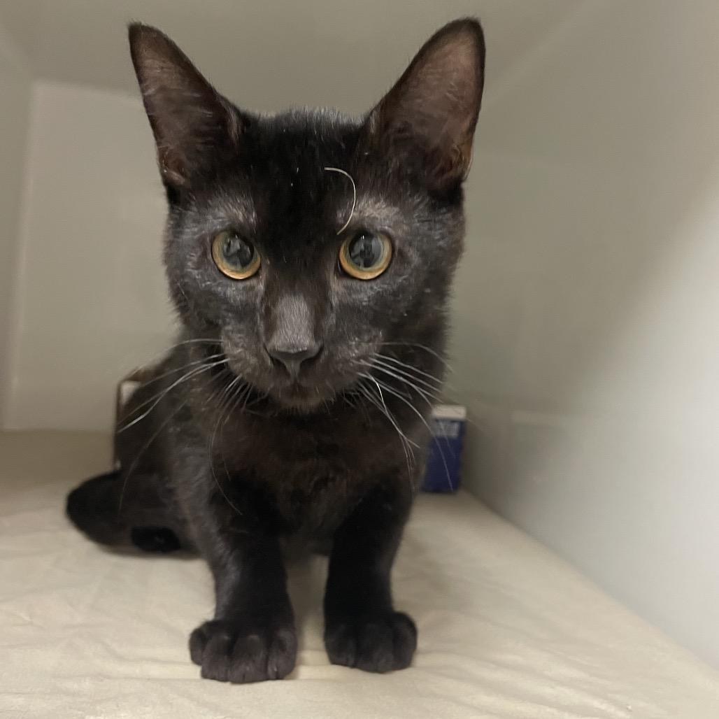 Pink, a Adoptable Domestic Short Hair in Branson, MO image 2/4