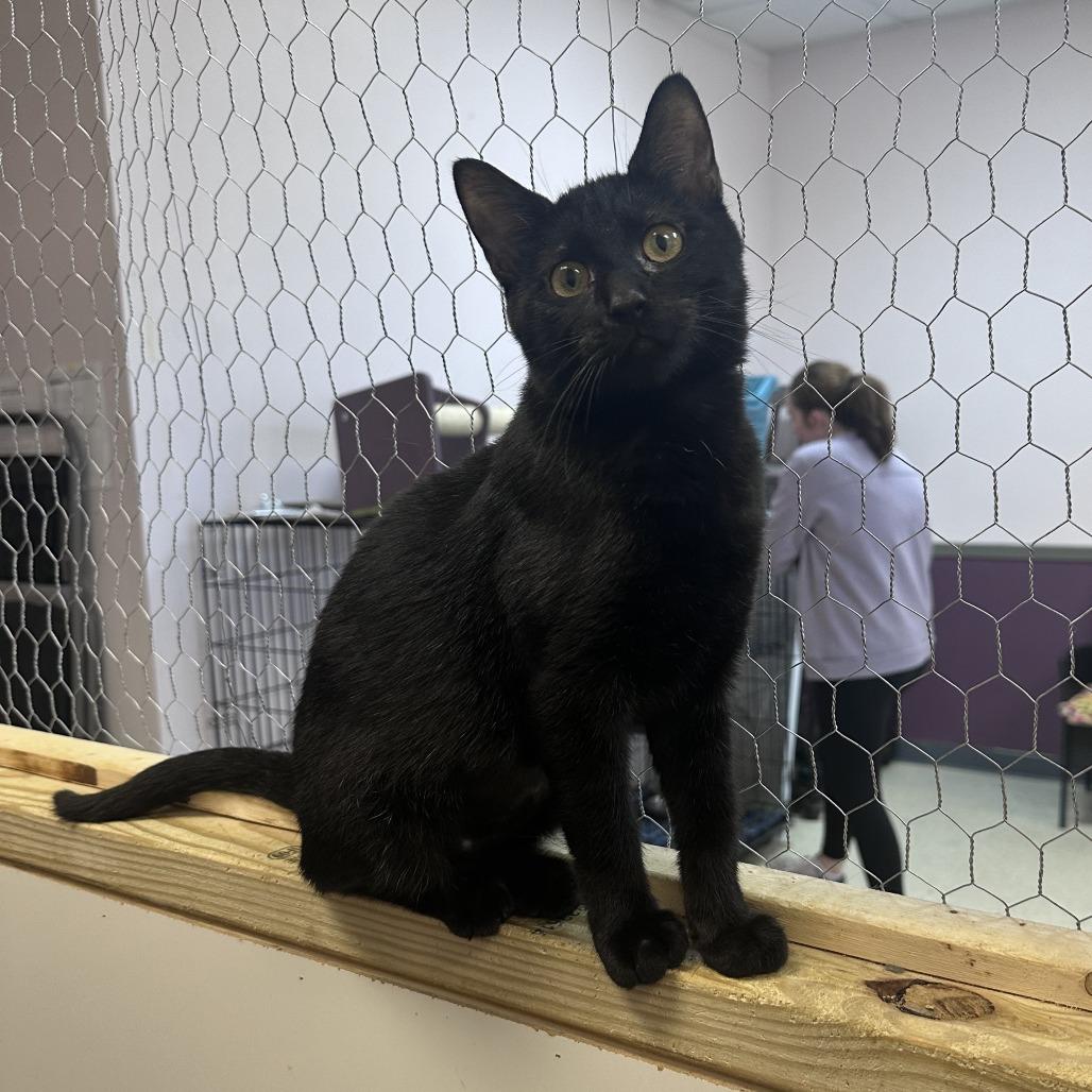 Pink, a Adoptable Domestic Short Hair in Branson, MO image 3/4