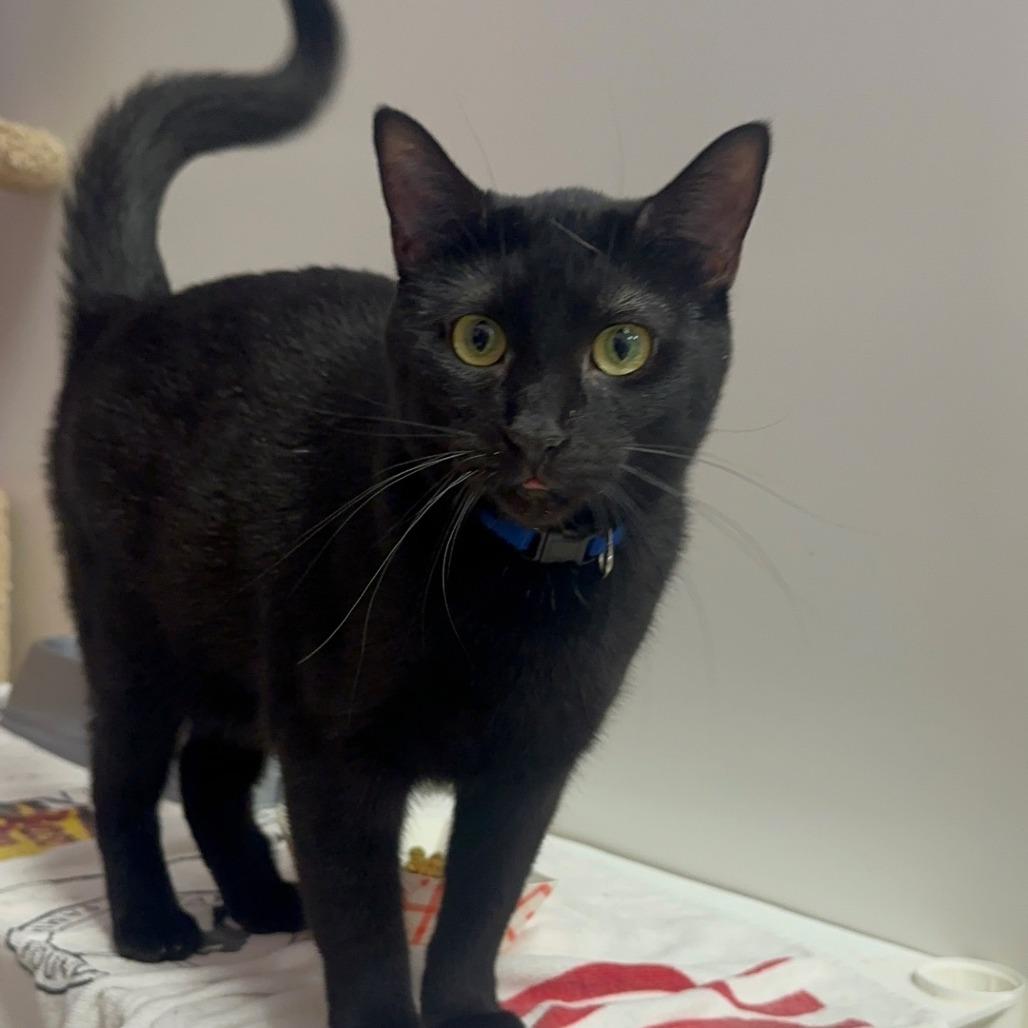 Pink, a Adoptable Domestic Short Hair in Branson, MO image 4/6