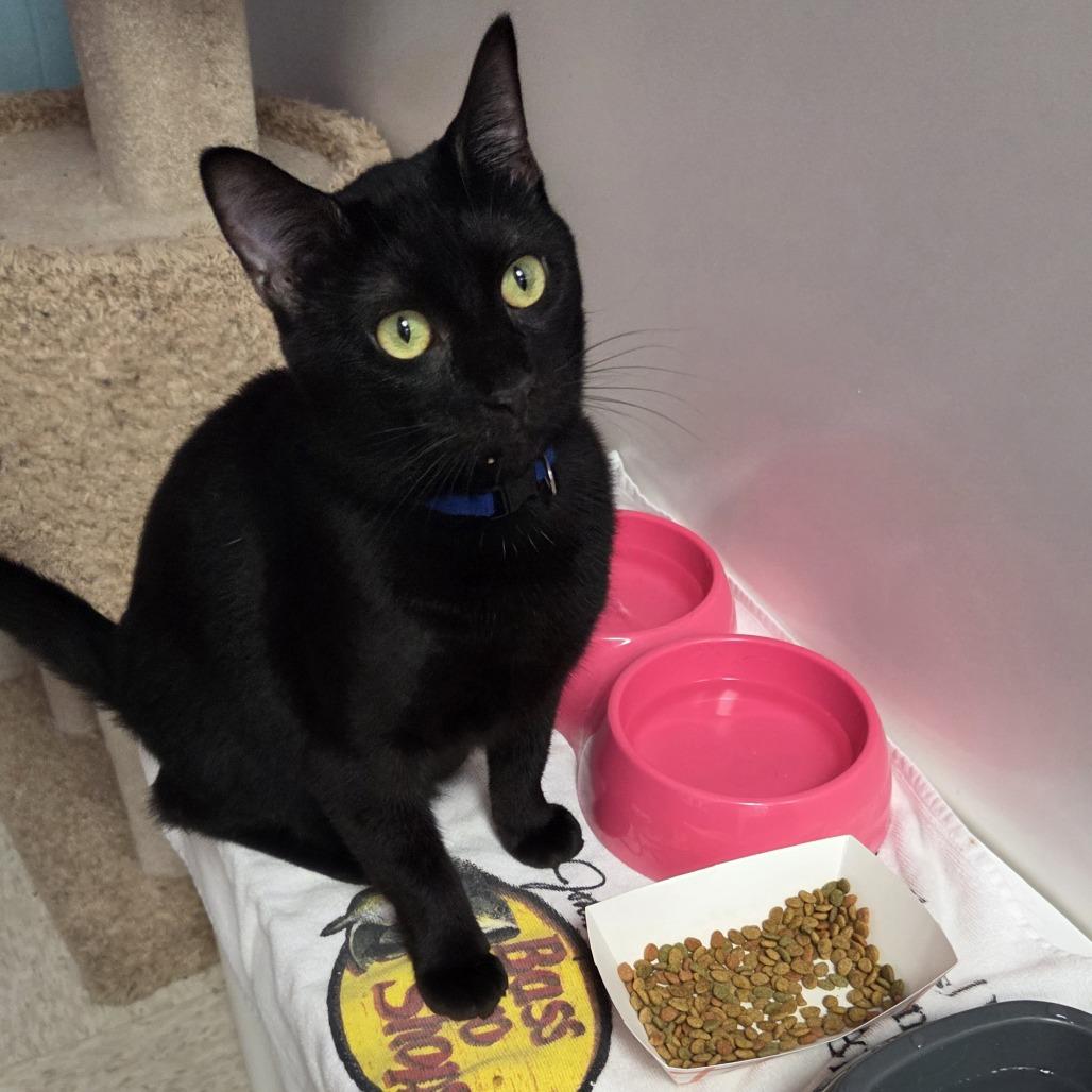 Pink, a Adoptable Domestic Short Hair in Branson, MO image 5/6