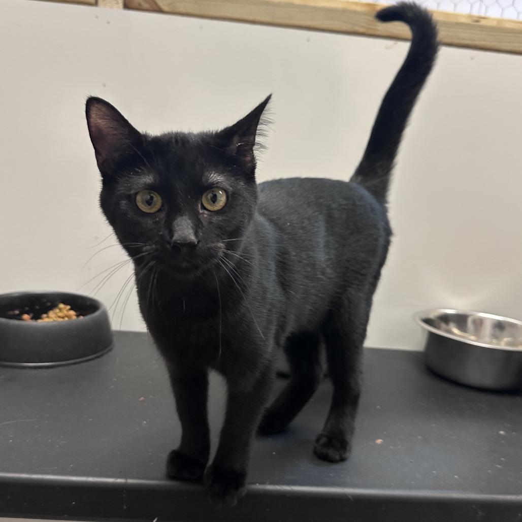 Pink, a Adoptable Domestic Short Hair in Branson, MO image 4/4