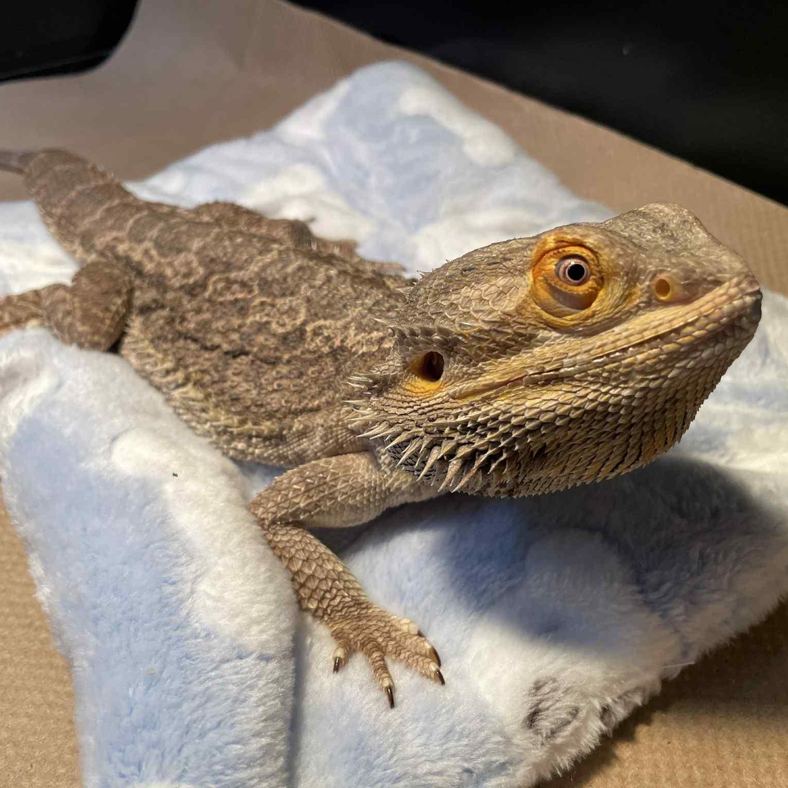 Soju, Adoptable, Adult Male Bearded Dragon.