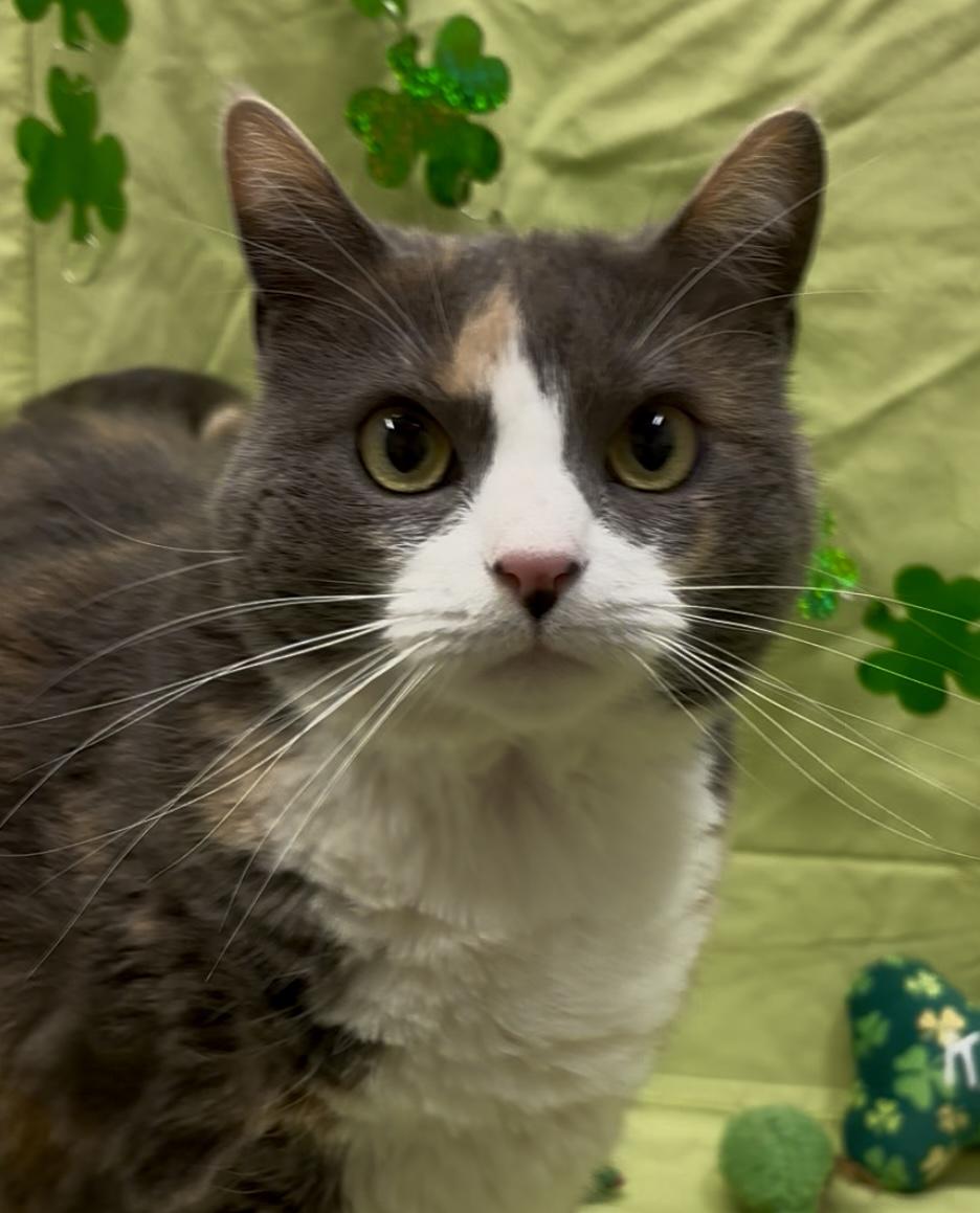 Enlarge Zoey, a Adopted mixed breed in Payson, AZ image 3/3
