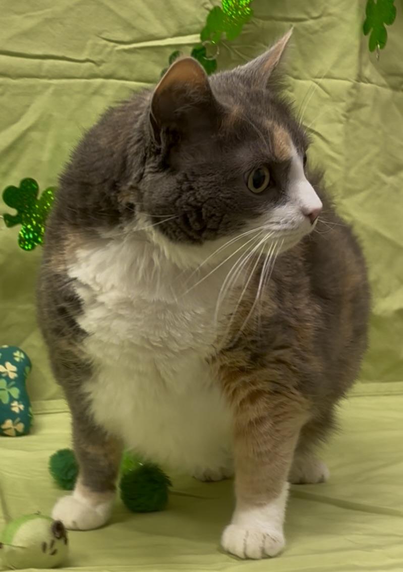 Zoey, Adopted, Adult Female Domestic Short Hair.
