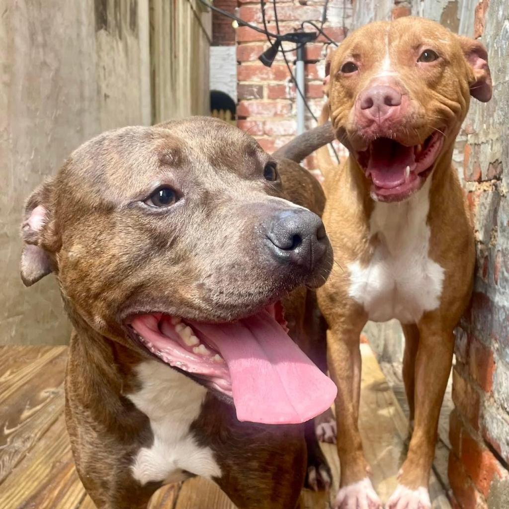 Kehlani, Adoptable, Adult Female Pit Bull Terrier.