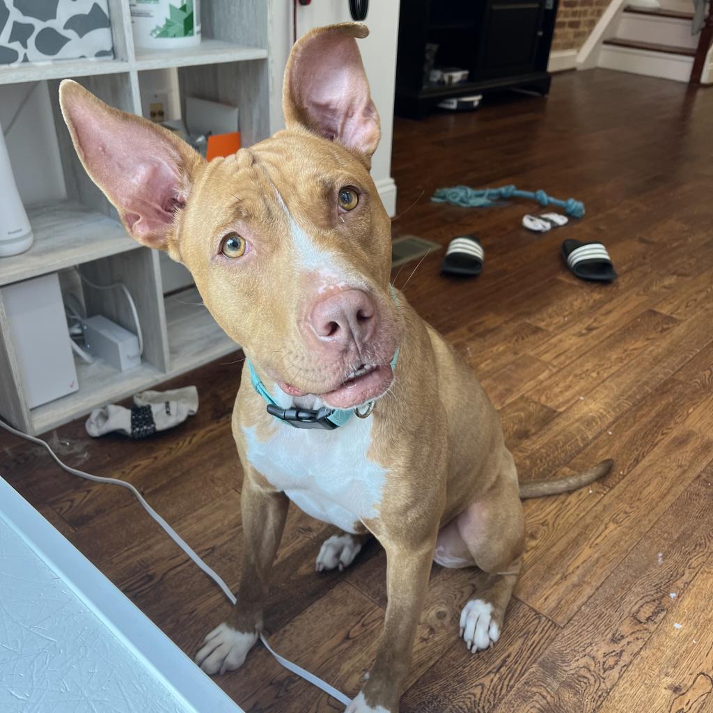 Enlarge Kehlani, a Adoptable Pit Bull Terrier in Reisterstown, MD image 2/4