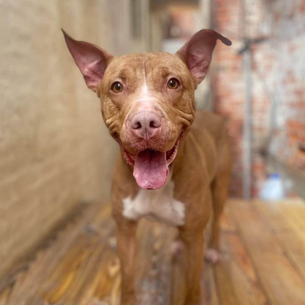 Enlarge Kehlani, a Adoptable Pit Bull Terrier in Reisterstown, MD image 3/4