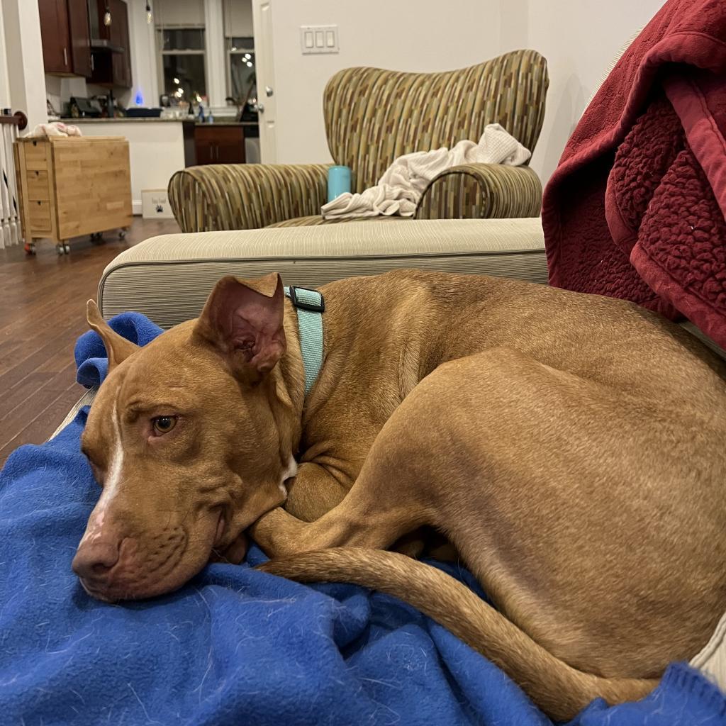 Enlarge Kehlani, a Adoptable Pit Bull Terrier in Reisterstown, MD image 3/4