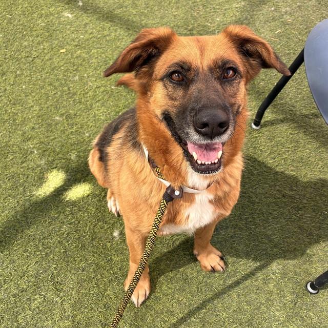 Enlarge PRINCESS, a Adoptable German Shepherd Dog in Phoenix, AZ image 1/1