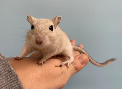 Coconut, Adoptable, Senior Male Gerbil & Gerbil.