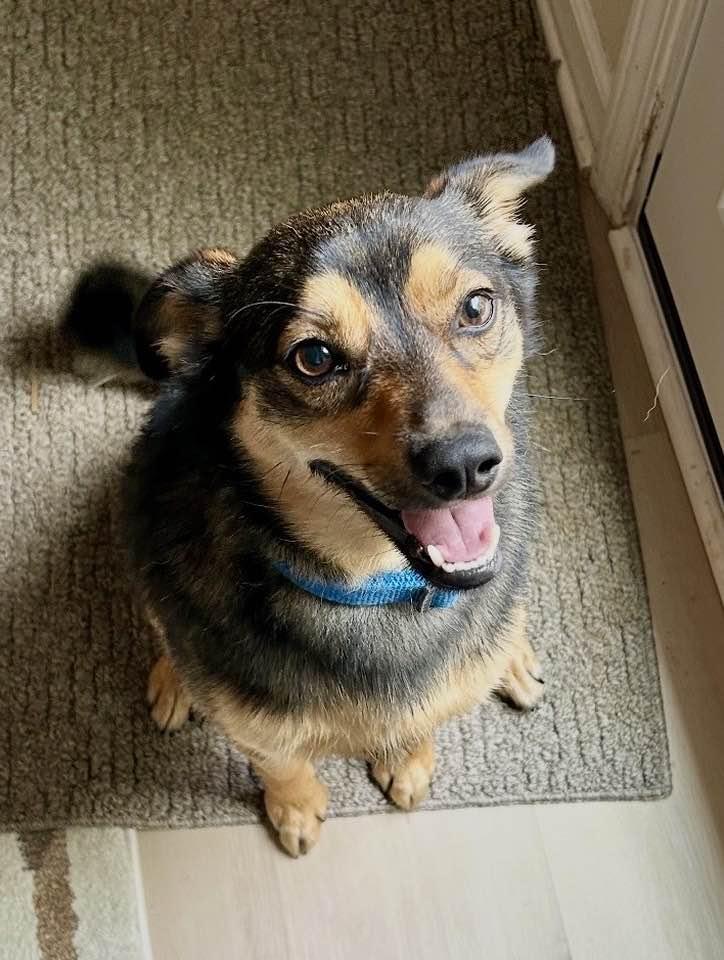 Abe, Adoptable, Young Male Shiba Inu.