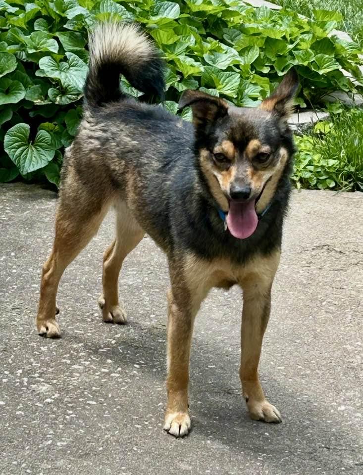 Enlarge Abe, a Adoptable Shiba Inu in Lee's Summit, MO image 2/3