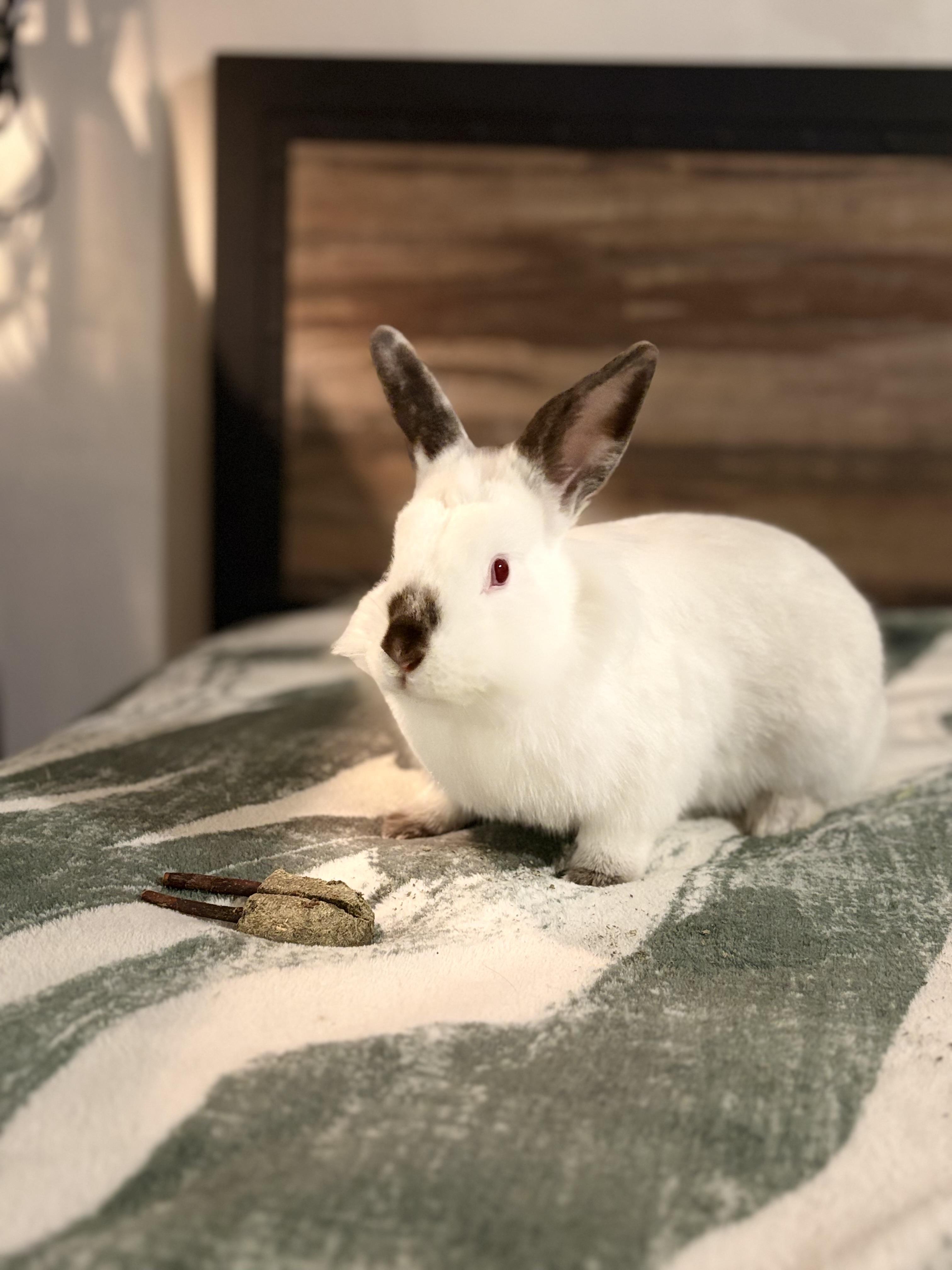 Enlarge Rudolph , a Adoptable Californian in San Antonio, TX image 3/4