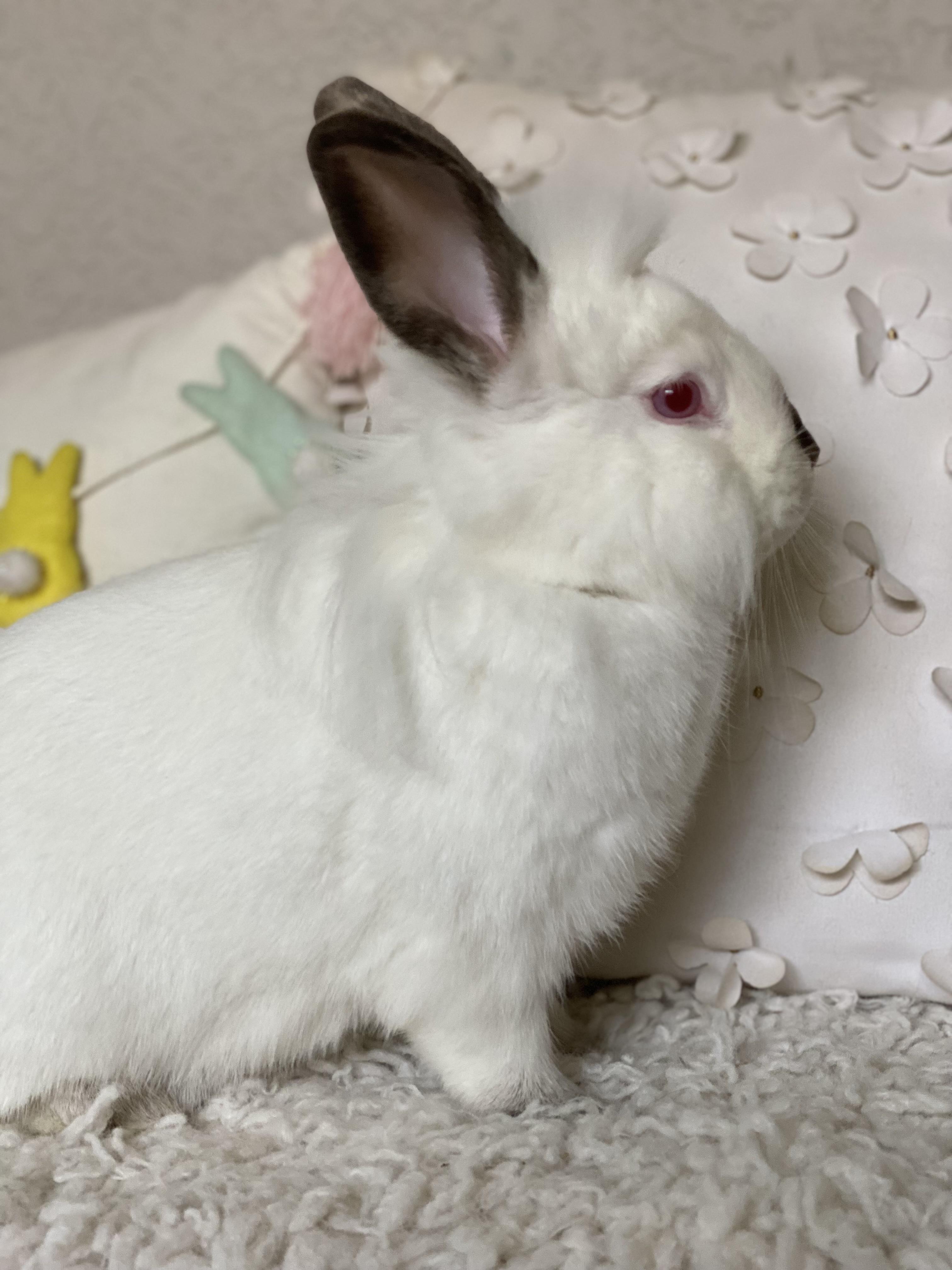 Enlarge Rudolph , a Adoptable Californian in San Antonio, TX image 4/4