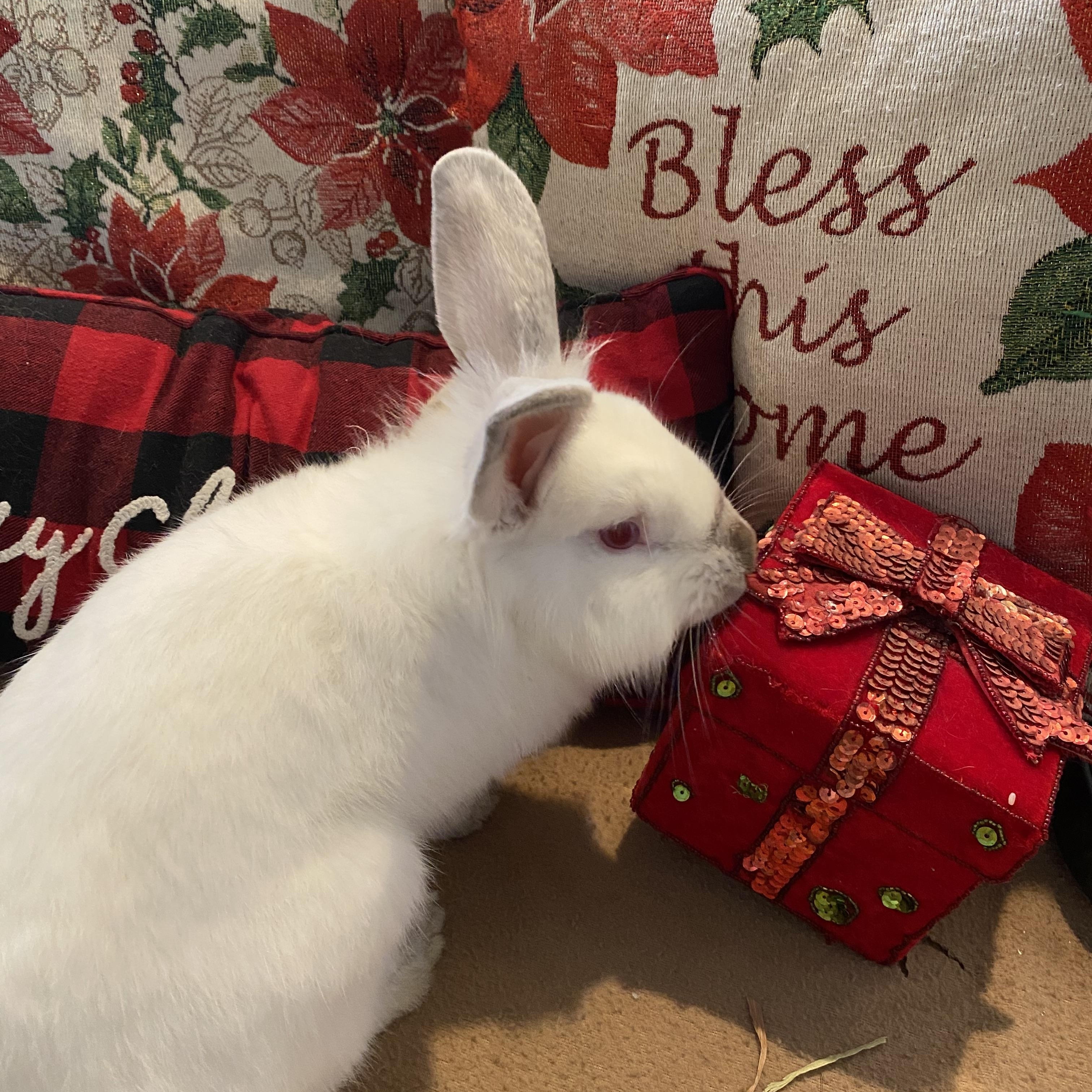 Enlarge Rudolph , a ADOPTABLE Californian in San Antonio, TX image 1/6
