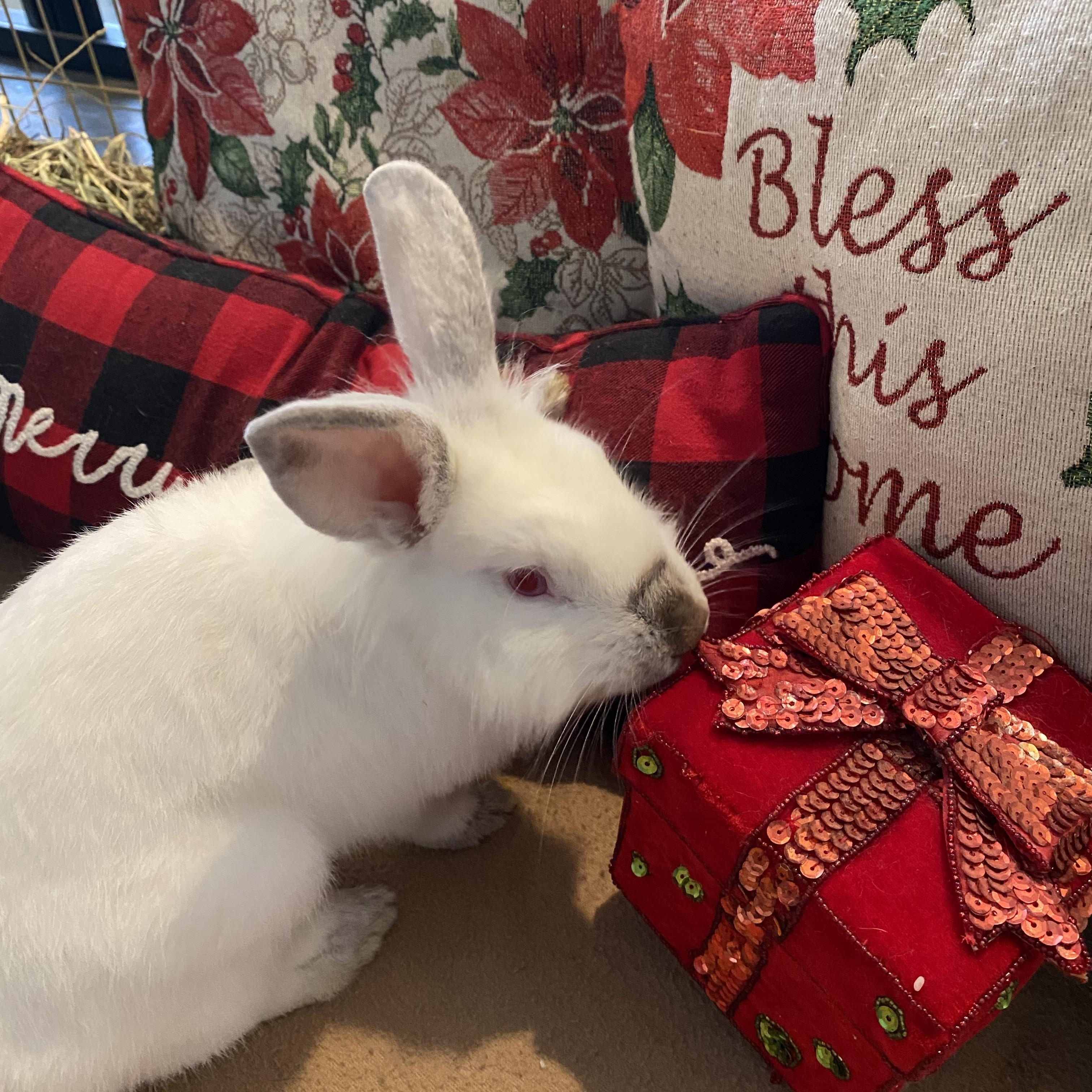 Enlarge Rudolph , a ADOPTABLE Californian in San Antonio, TX image 5/6