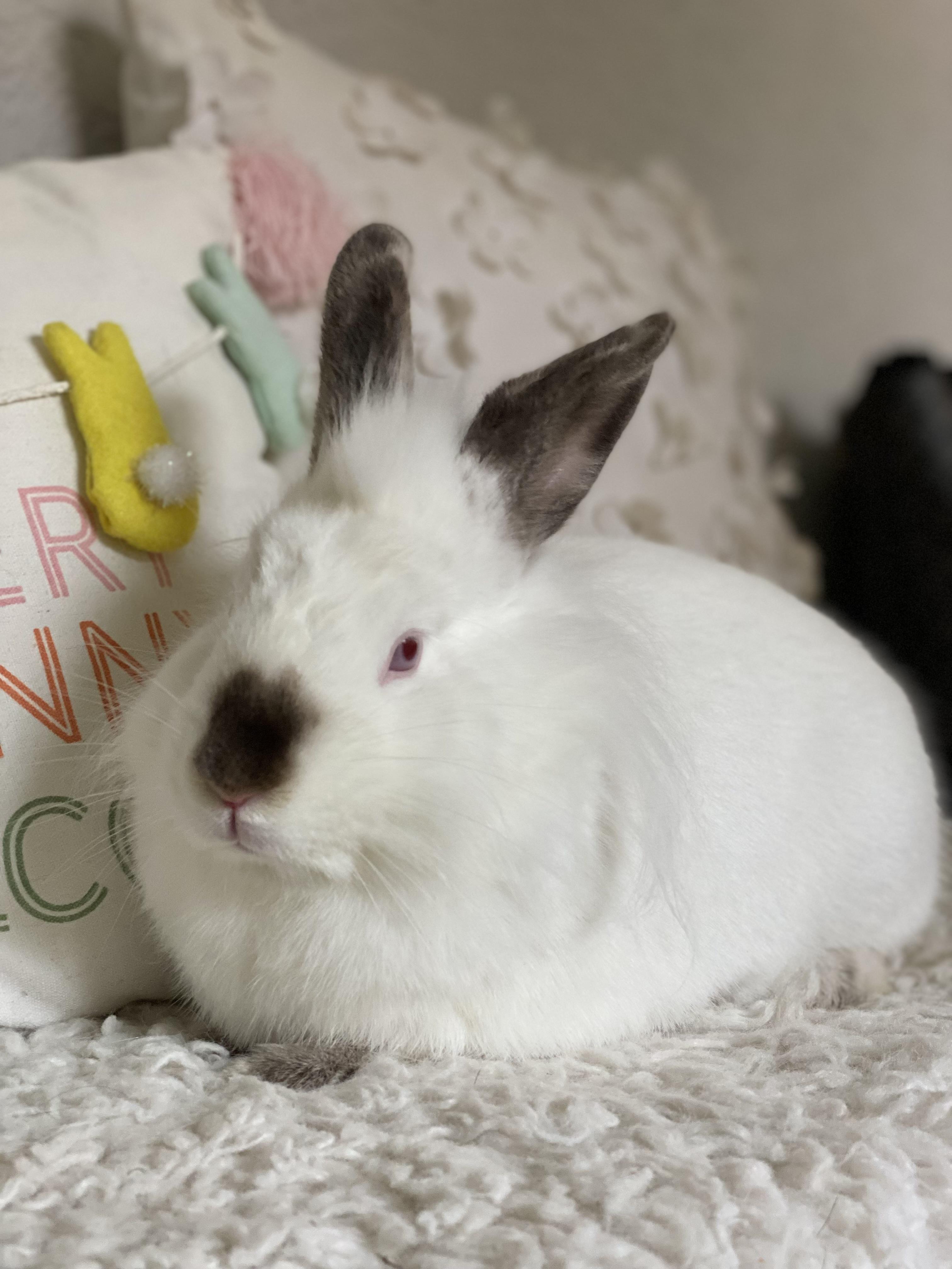 Rudolph , Adoptable, Adult Male Californian.