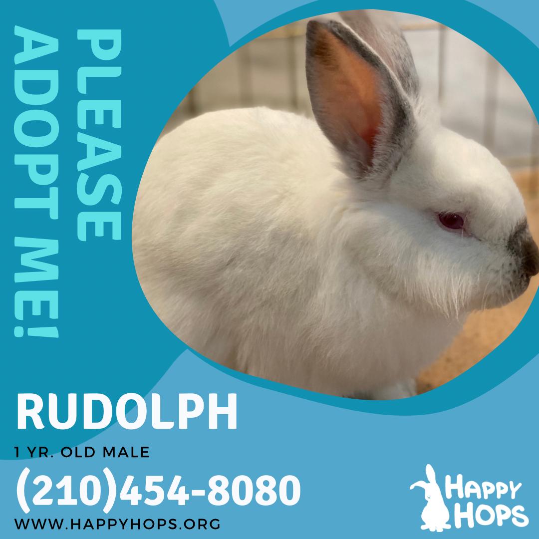 Enlarge Rudolph , a ADOPTABLE Californian in San Antonio, TX image 6/6