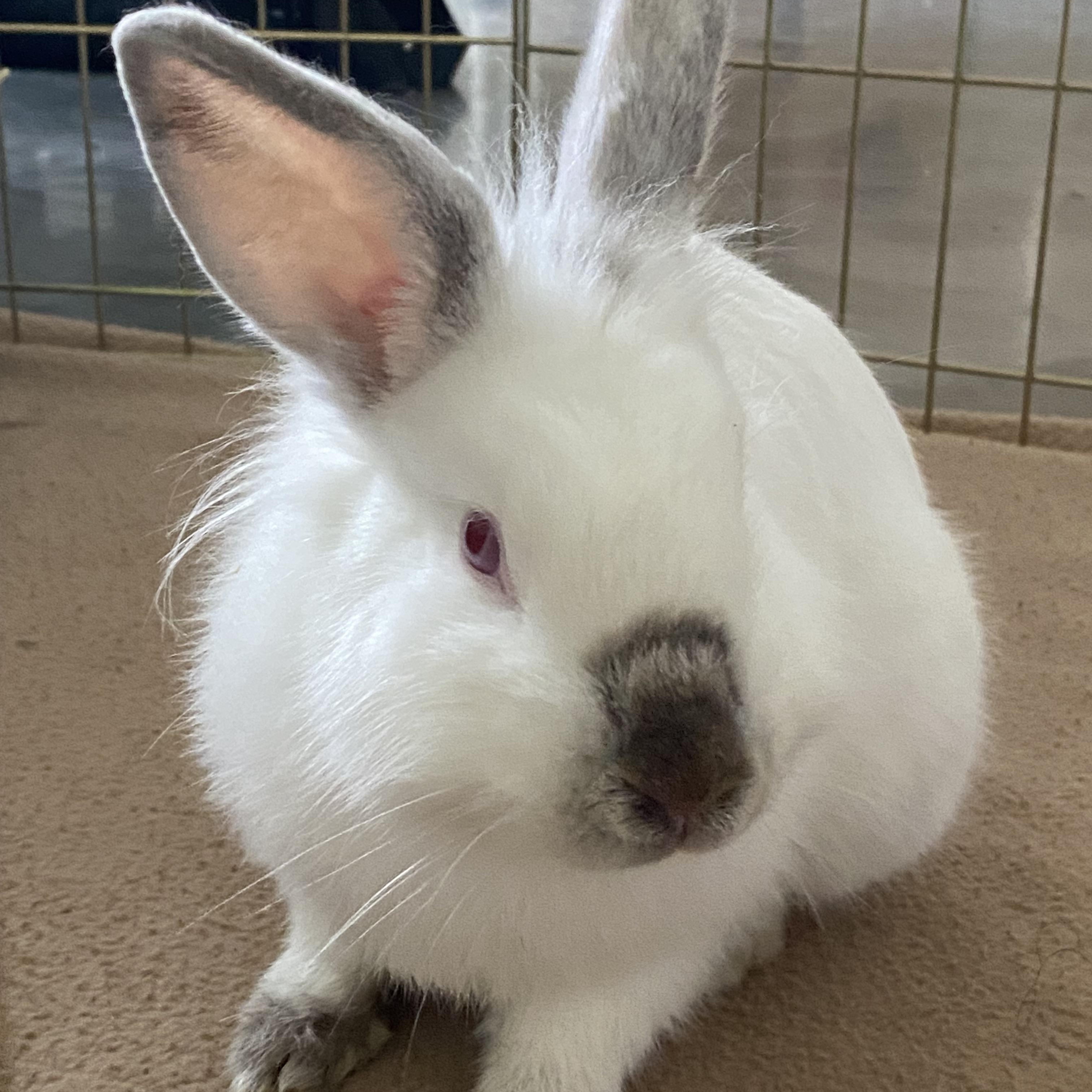 Enlarge Rudolph , a ADOPTABLE Californian in San Antonio, TX image 3/6