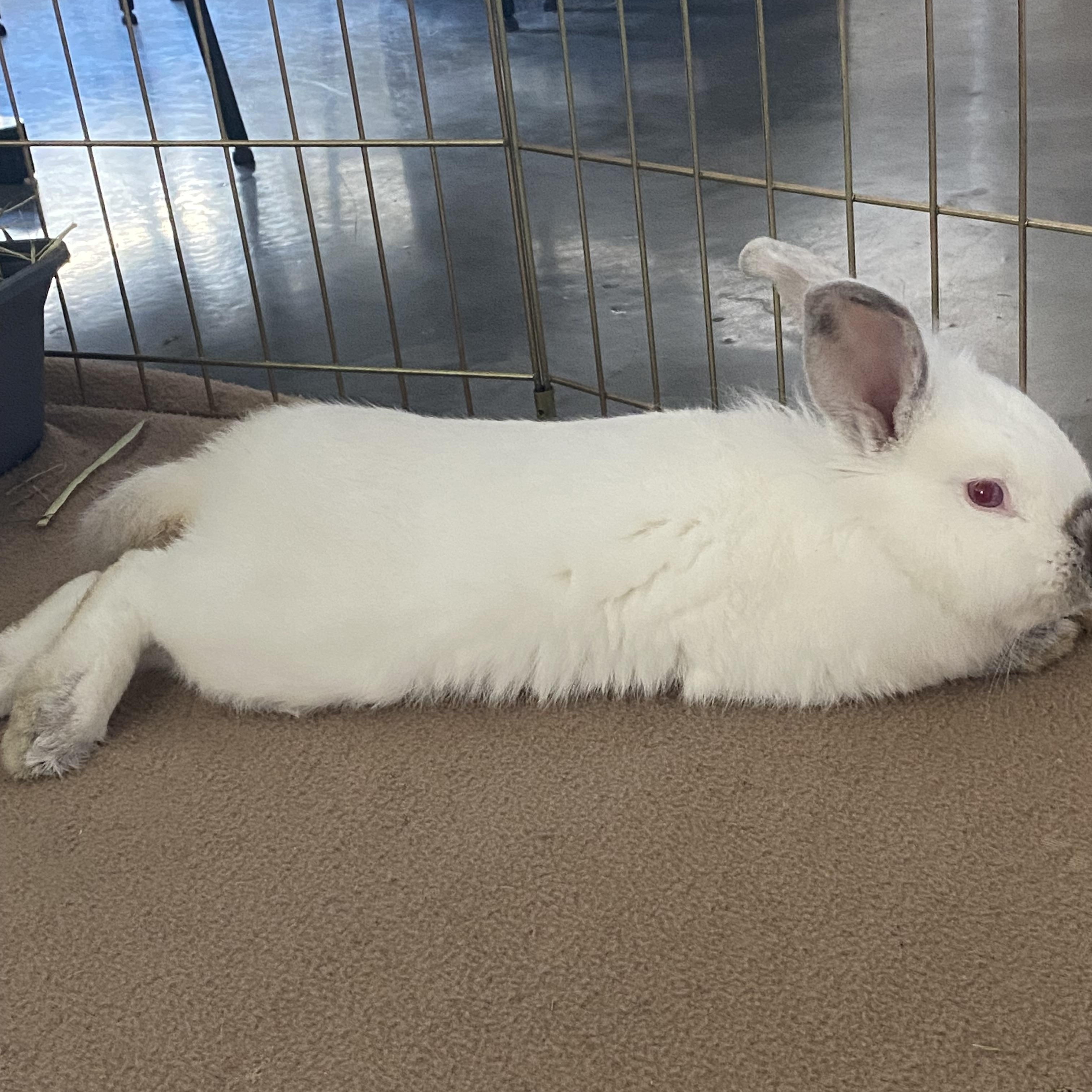 Enlarge Rudolph , a ADOPTABLE Californian in San Antonio, TX image 4/6