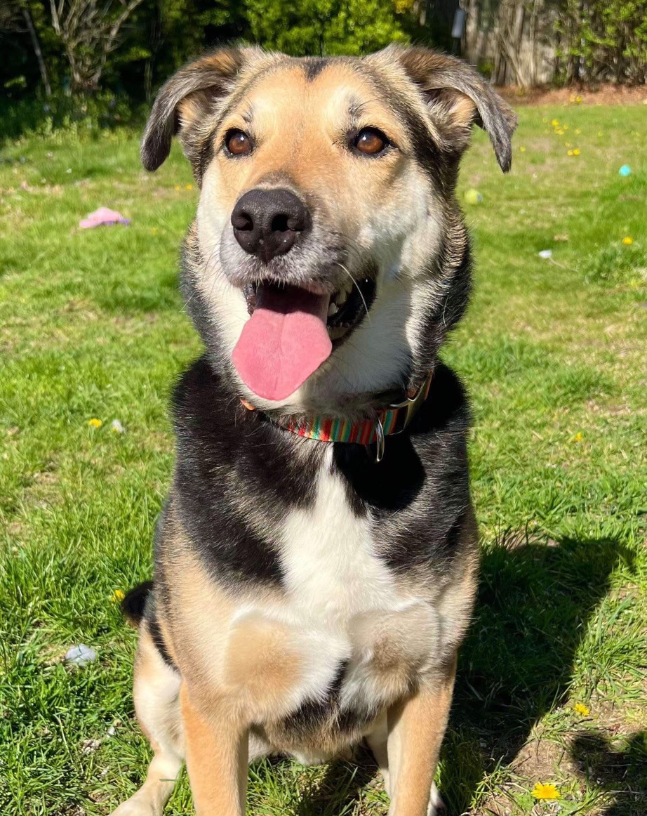 Lily, a Adoptable mixed breed in Ronkonkoma, NY image 1/4