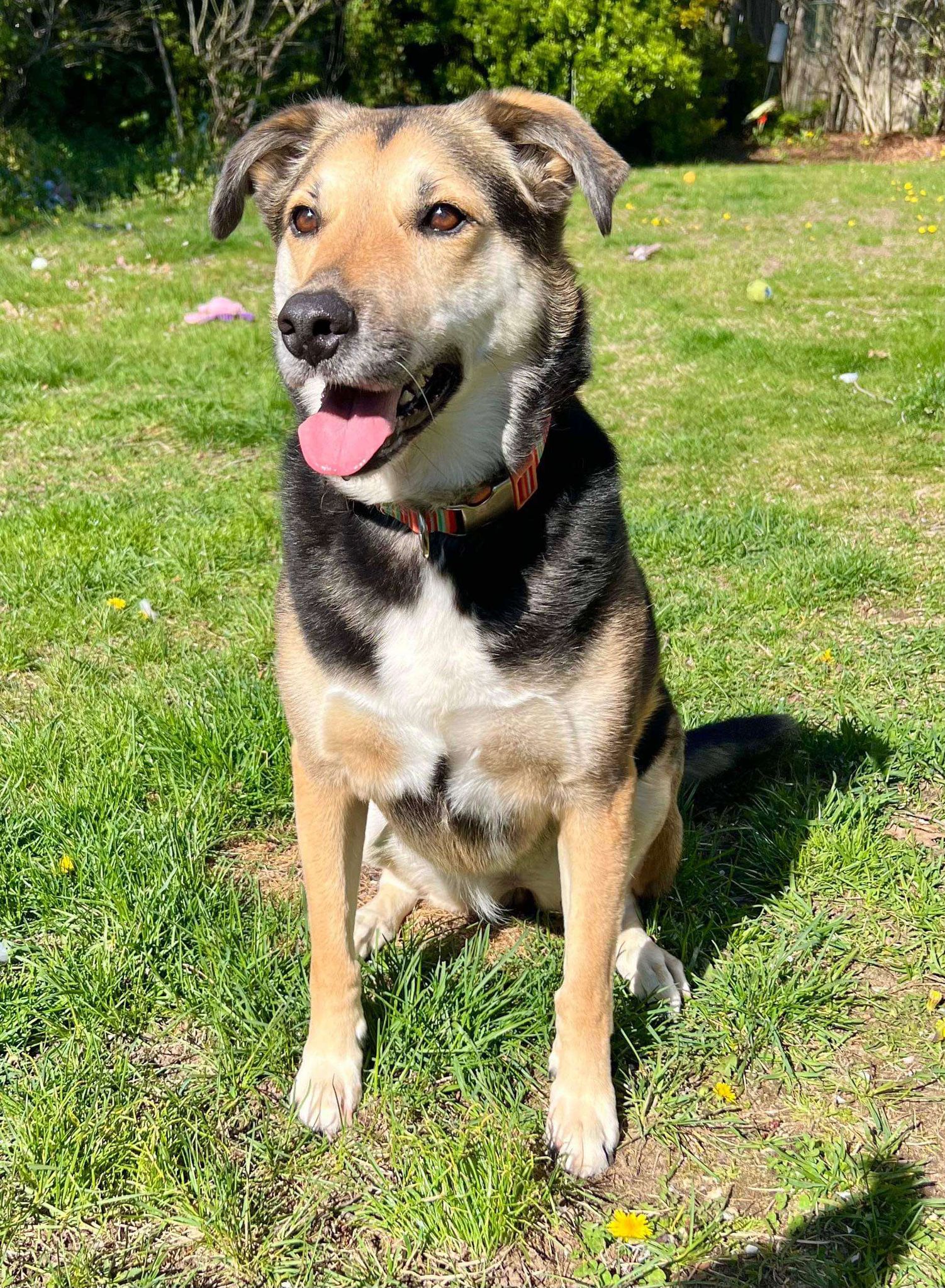 Lily, a Adoptable mixed breed in Ronkonkoma, NY image 3/4