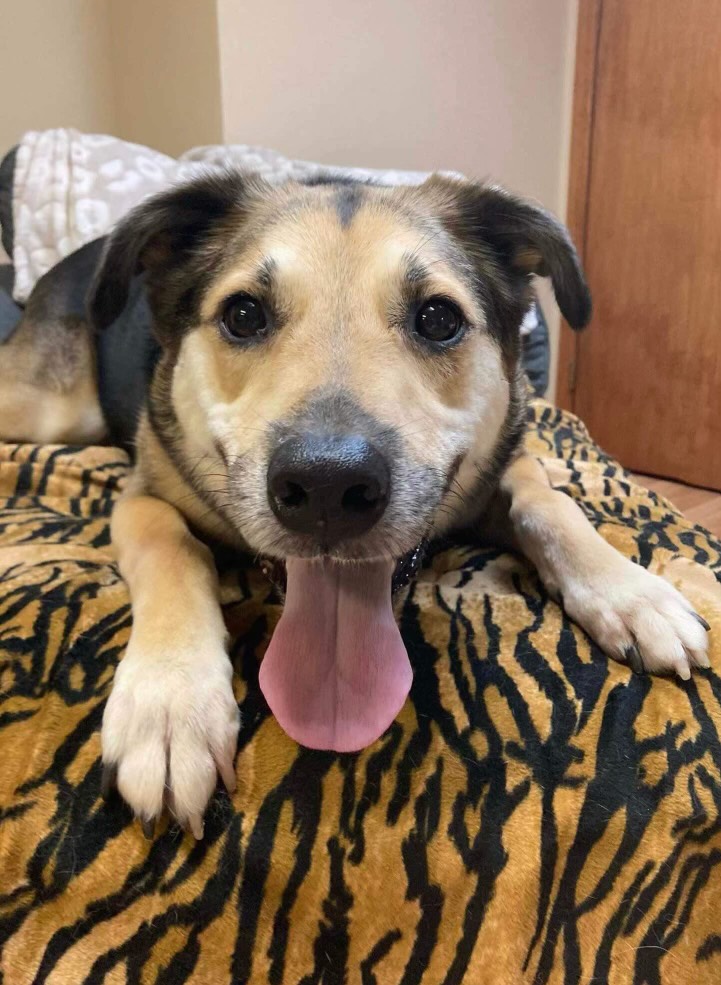 Lily, a Adoptable mixed breed in Ronkonkoma, NY image 2/4