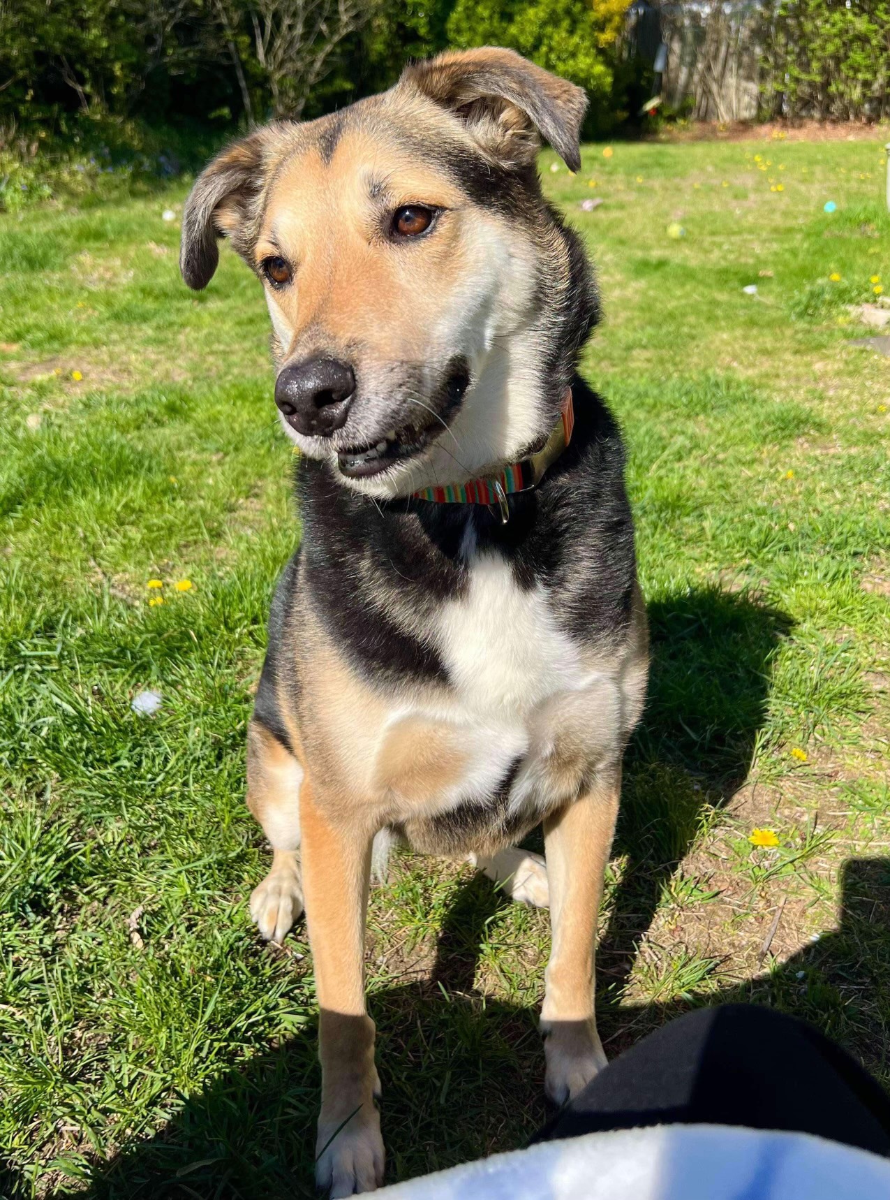 Lily, a Adoptable mixed breed in Ronkonkoma, NY image 4/4