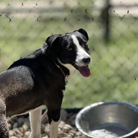 Enlarge Spaz, a Adoptable mixed breed in Weatherford, TX image 1/1