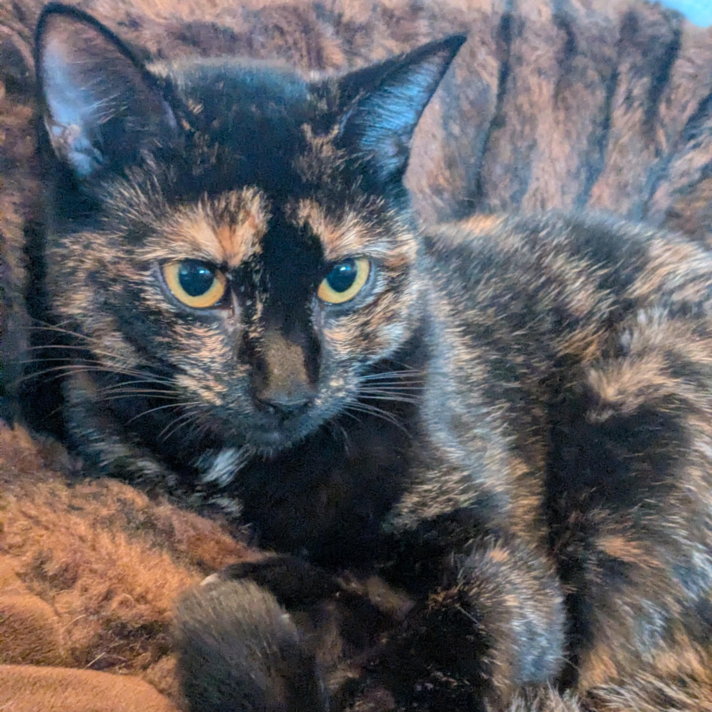 Enlarge Sandy, a Adoptable Tortoiseshell in Newburgh, NY image 5/5