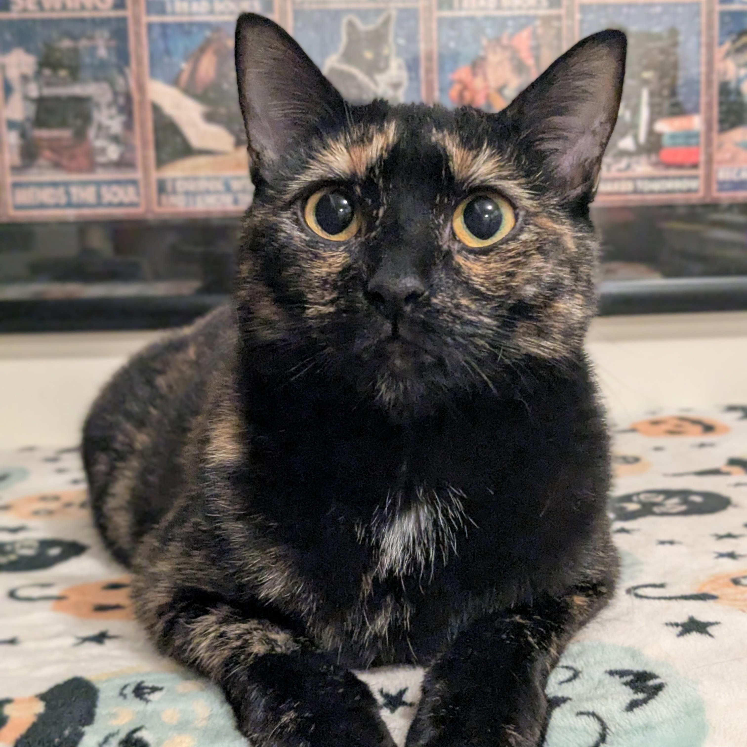 Enlarge Sandy, a Adoptable Tortoiseshell in Newburgh, NY image 1/5