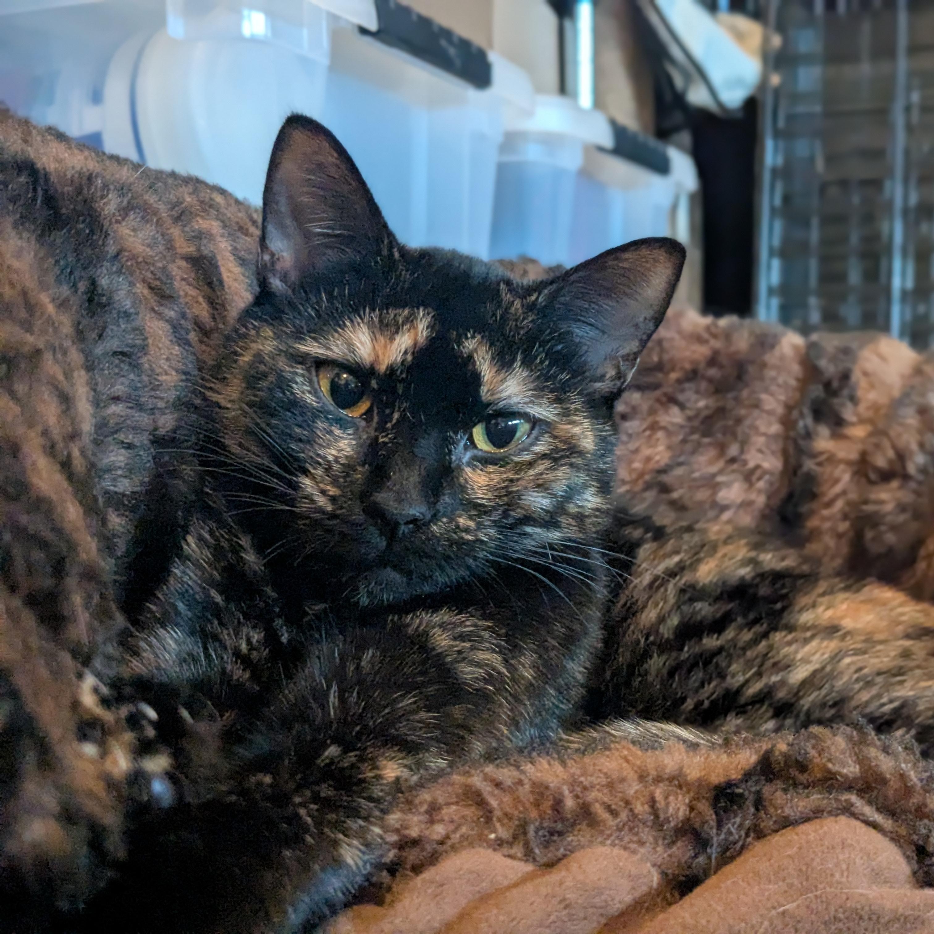 Enlarge Sandy, a Adoptable Tortoiseshell in Newburgh, NY image 2/5