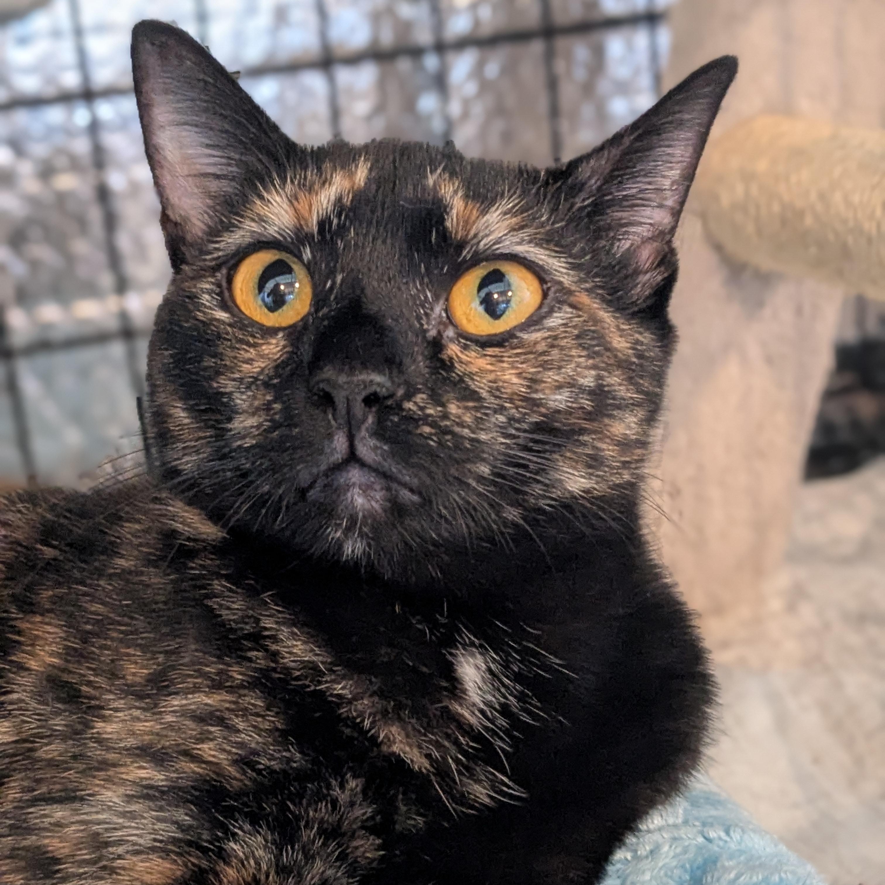 Enlarge Sandy, a Adoptable Tortoiseshell in Newburgh, NY image 4/5