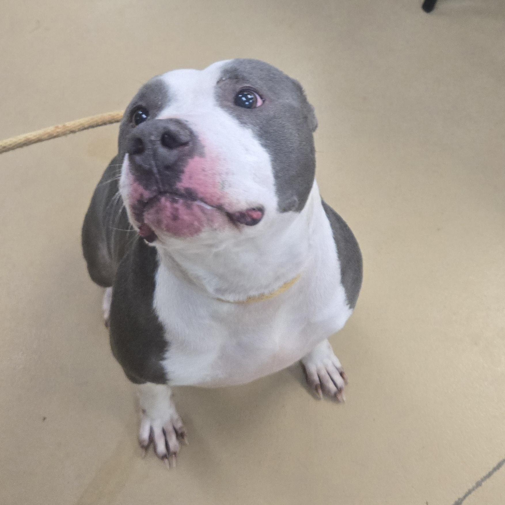 Ozzie, ADOPTABLE, Adult Male American Bully.