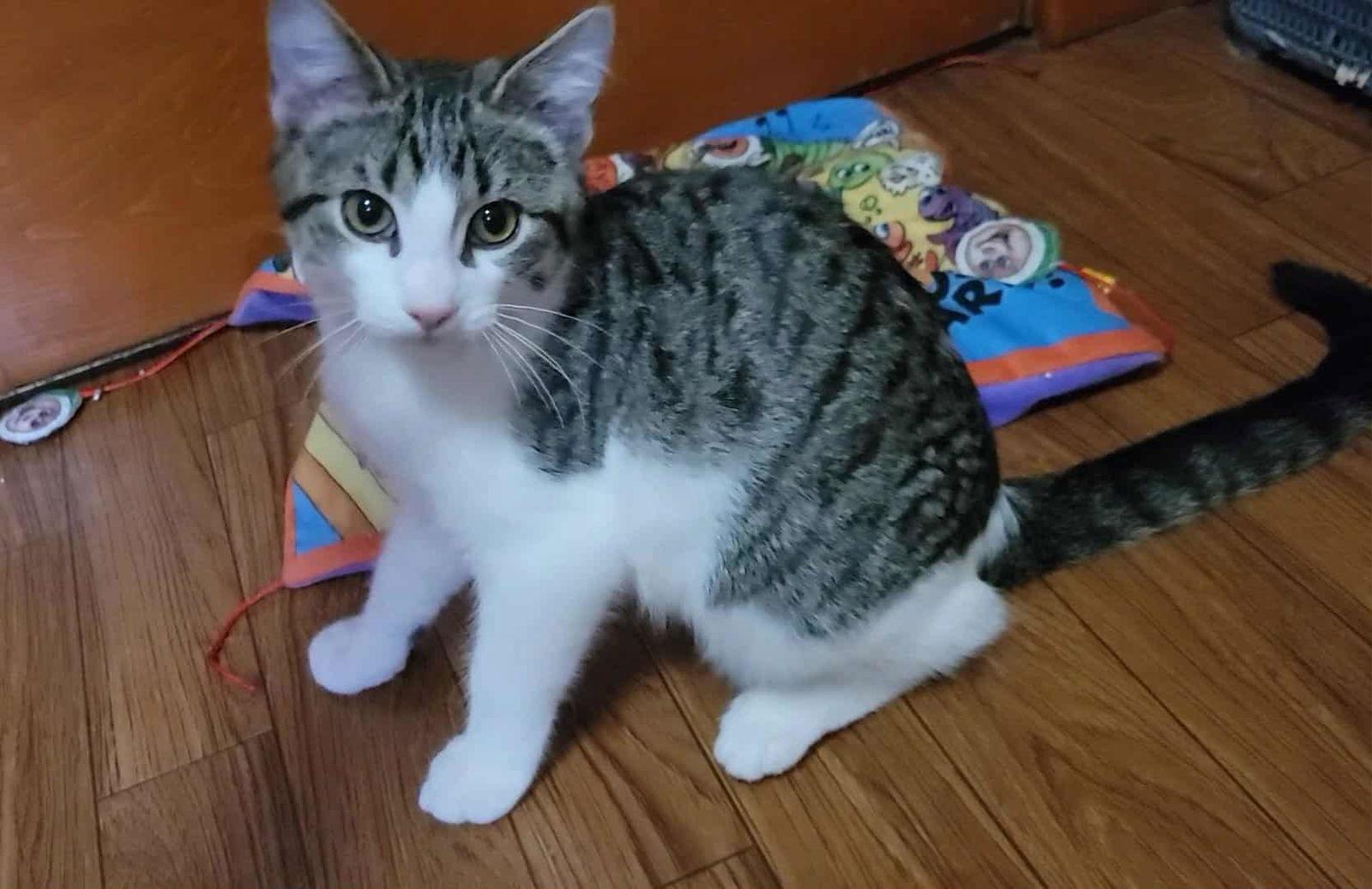 Enlarge Serrano, a Adoptable Domestic Short Hair in Duluth, MN image 1/1