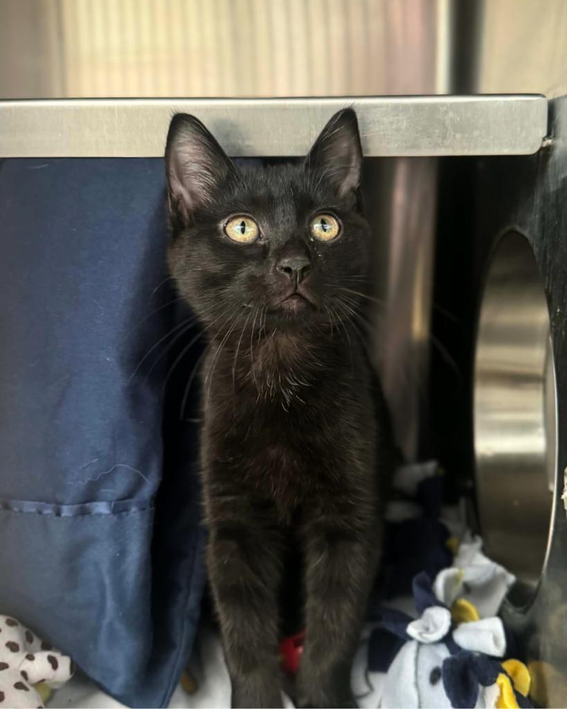 Enlarge El Baby, a Adoptable mixed breed in Grand Forks, ND image 1/3