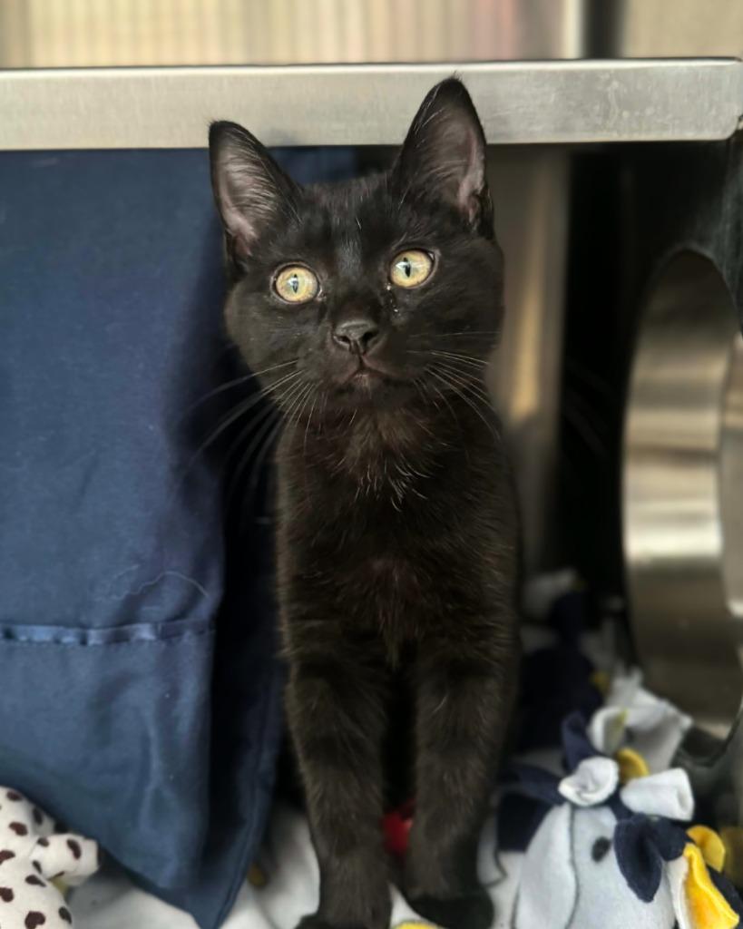 Enlarge El Baby, a Adoptable mixed breed in Grand Forks, ND image 2/3